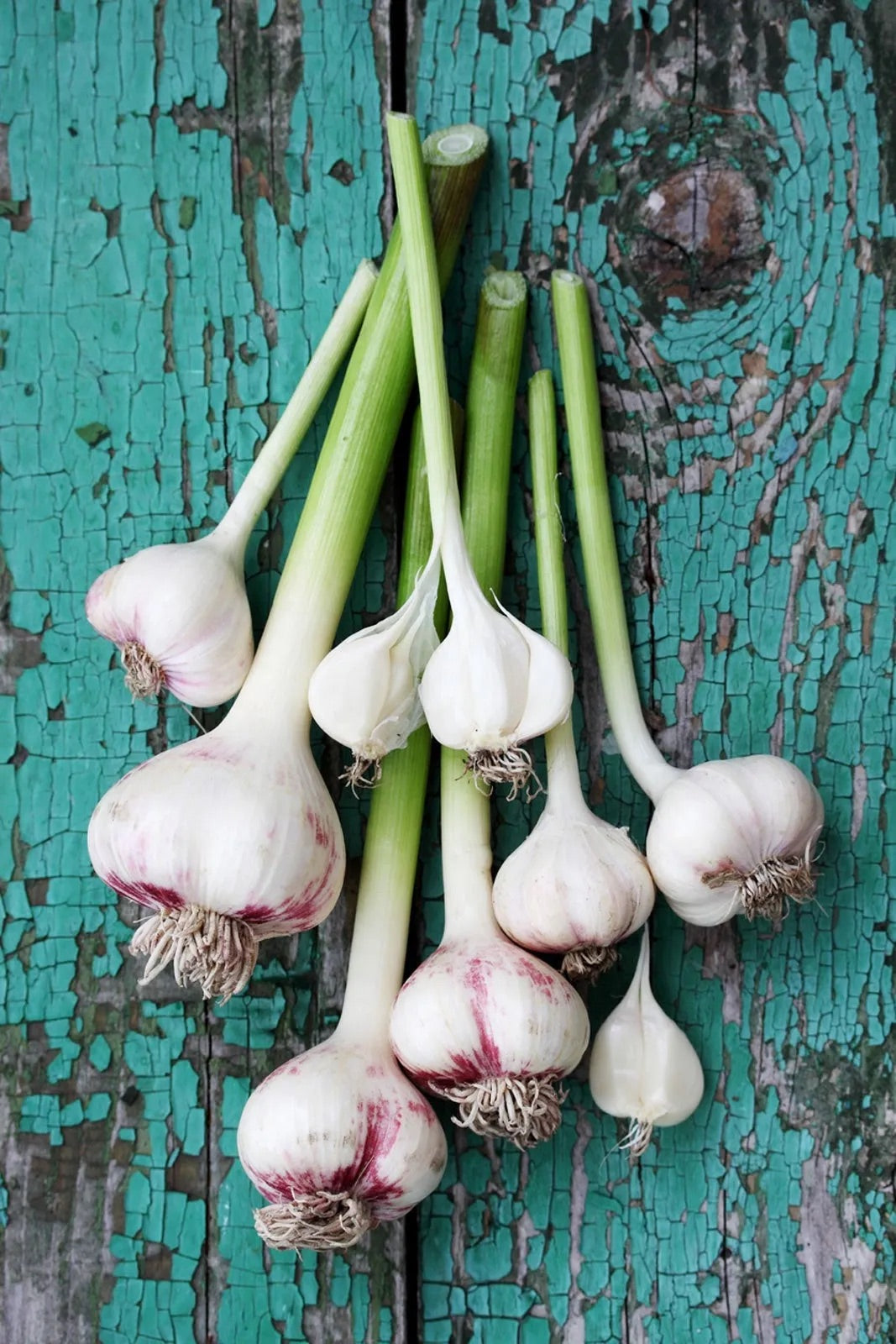 TABLE TALK: Peter McClusky on Garlic