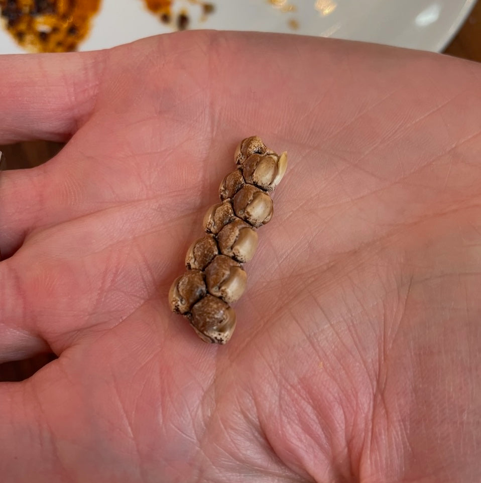 MASTERCLASS: The Past and Future of Maiz by Iván Wadgymar