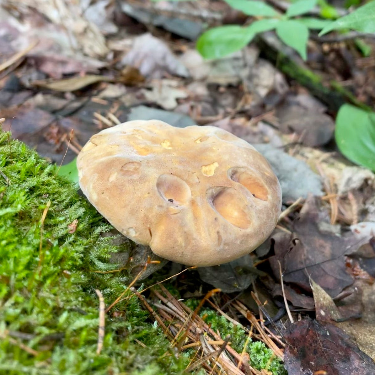 OFFSITE: August Civic Holiday 2026 Mushroom Hunting Expedition with Puck's Plenty