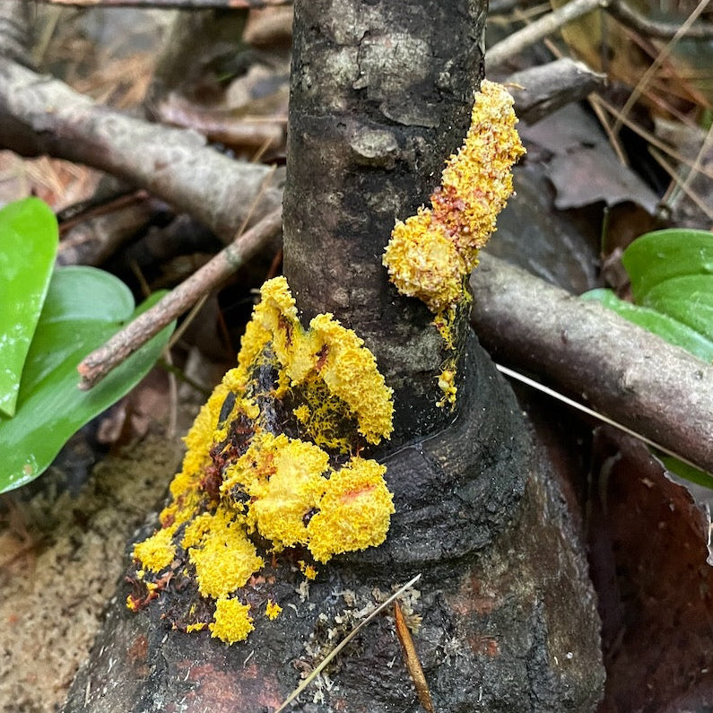 OFFSITE: August Civic Holiday 2026 Mushroom Hunting Expedition with Puck's Plenty