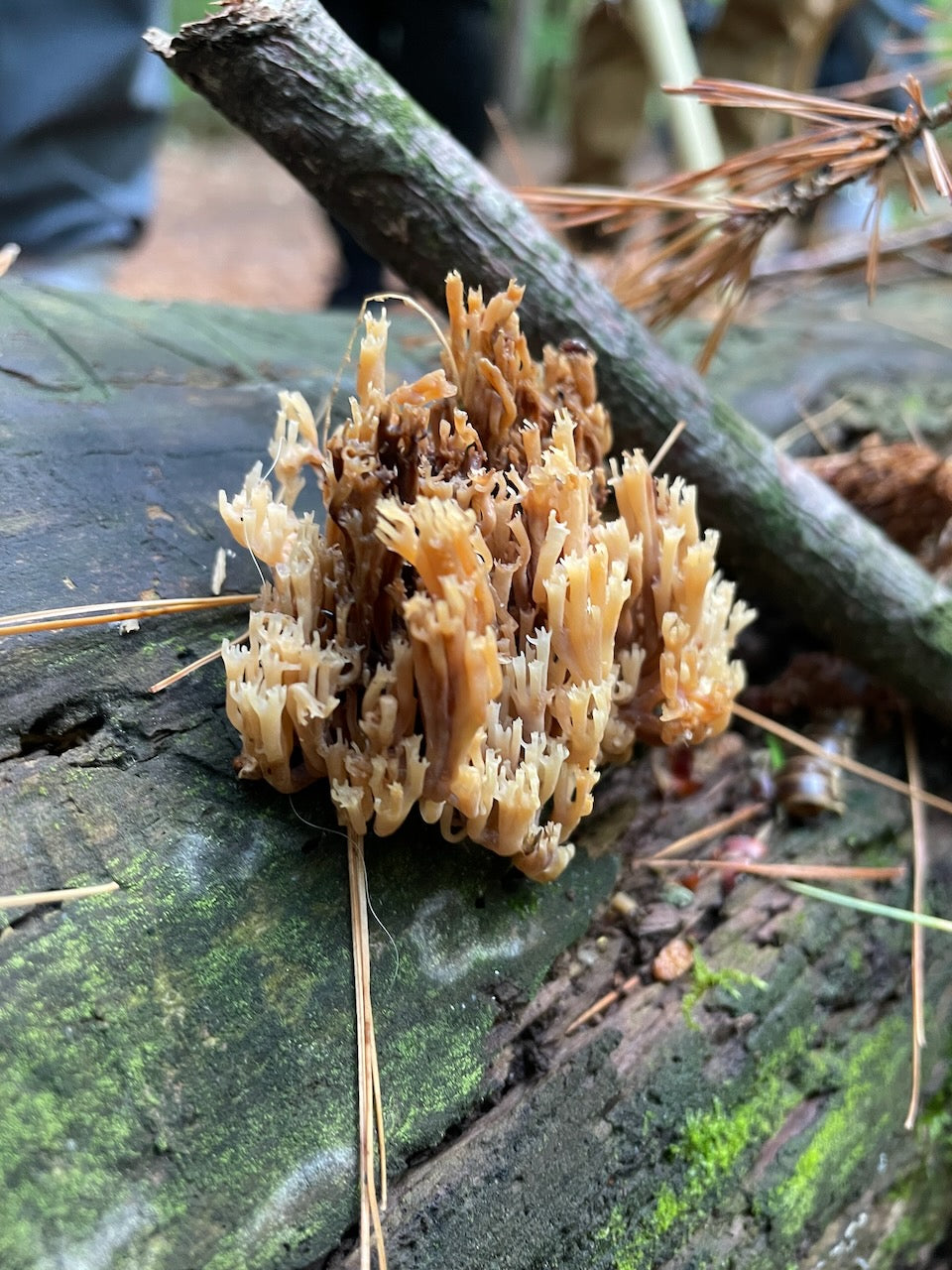 OFFSITE: Canada Day 2026 Mushroom Hunting & Foraging Expedition with Puck's Plenty