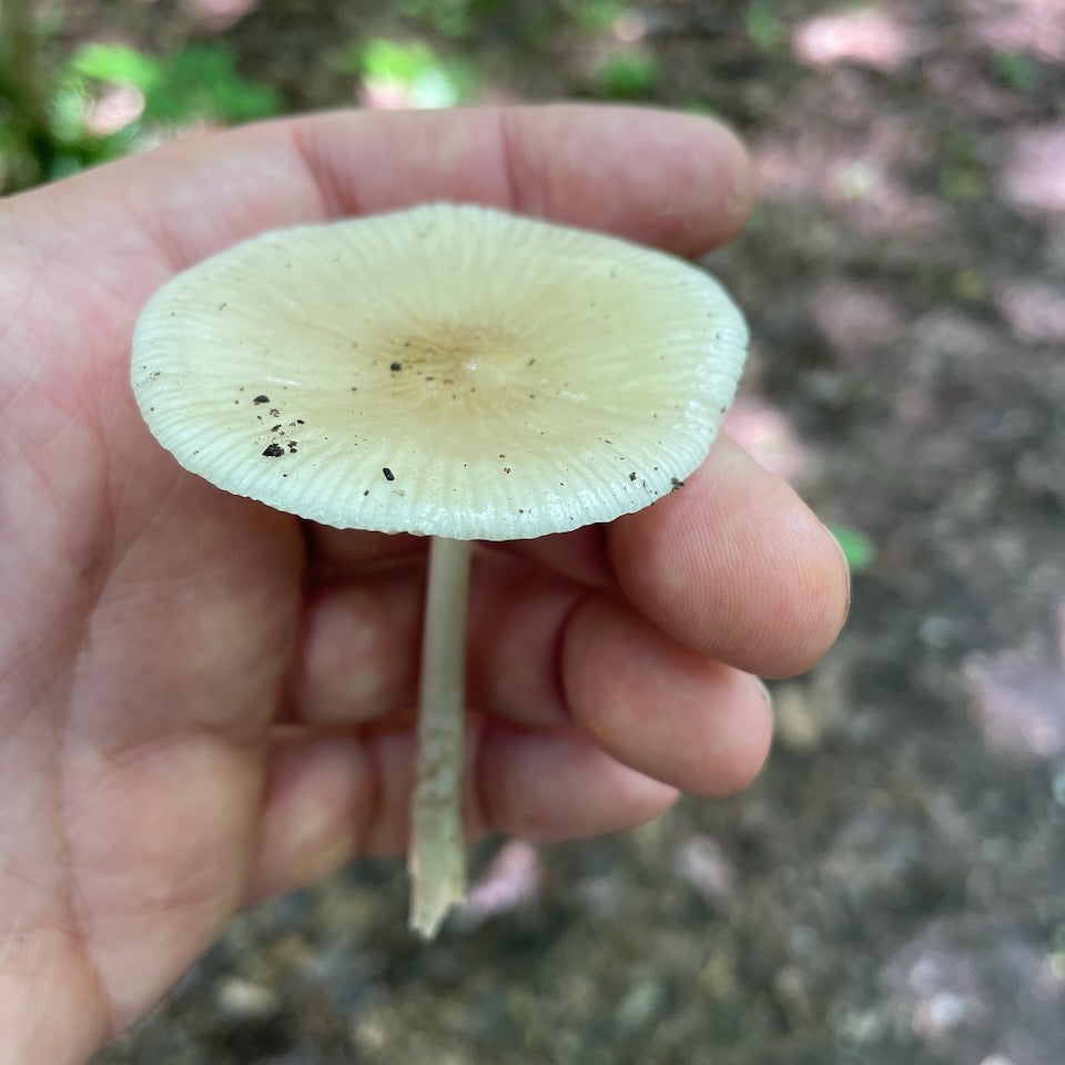 OFFSITE: August Civic Holiday 2026 Mushroom Hunting Expedition with Puck's Plenty