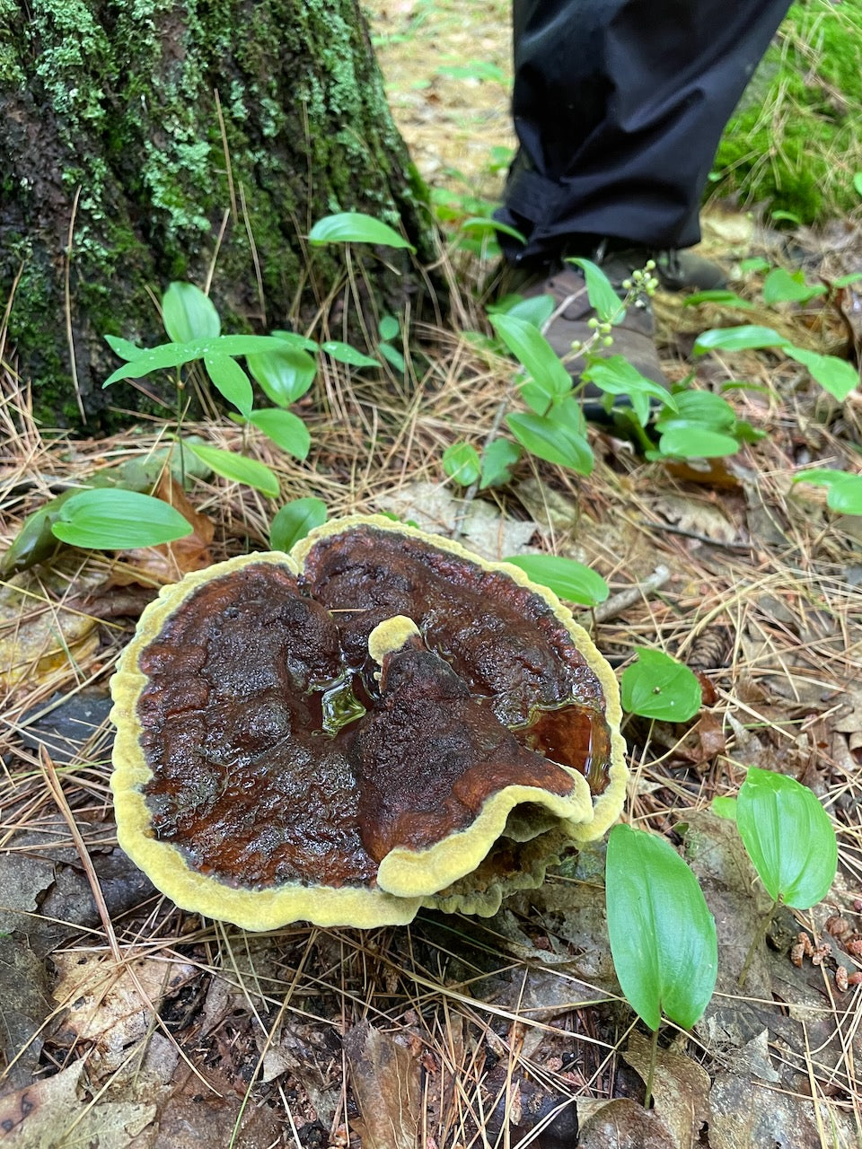 OFFSITE: Canada Day 2026 Mushroom Hunting & Foraging Expedition with Puck's Plenty