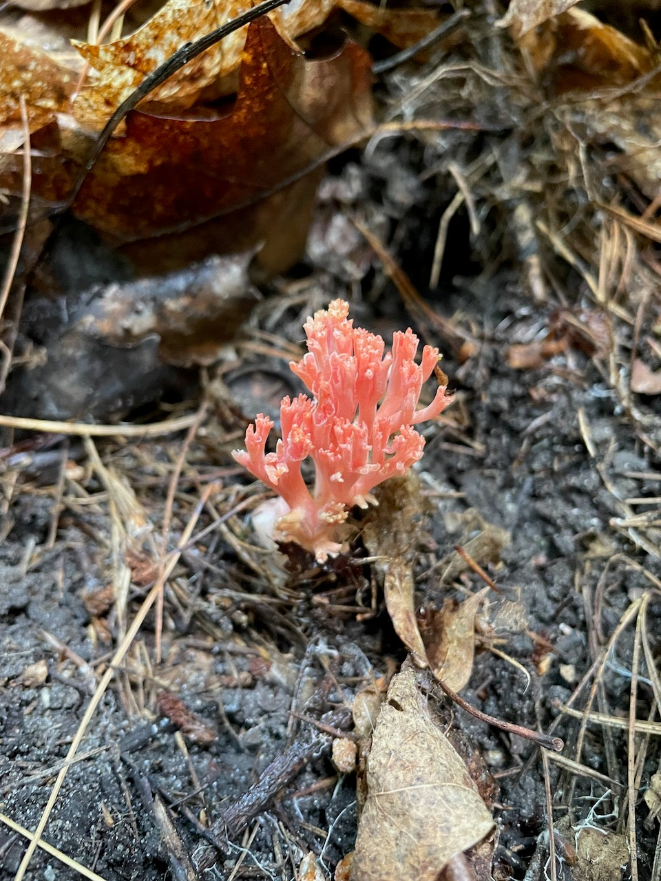 OFFSITE: Canada Day 2026 Mushroom Hunting & Foraging Expedition with Puck's Plenty