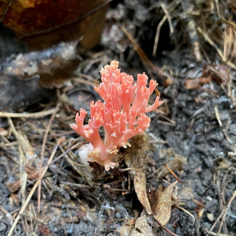 OFFSITE: August Civic Holiday 2026 Mushroom Hunting Expedition with Puck's Plenty