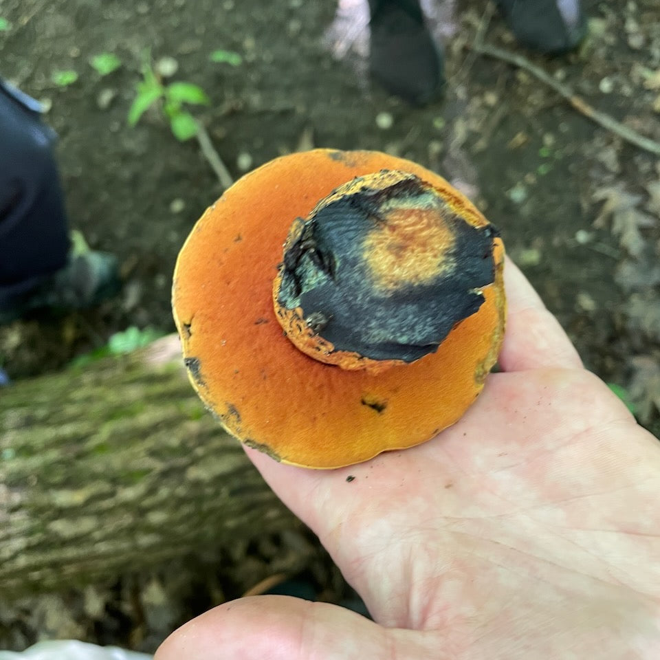OFFSITE: August Civic Holiday 2026 Mushroom Hunting Expedition with Puck's Plenty