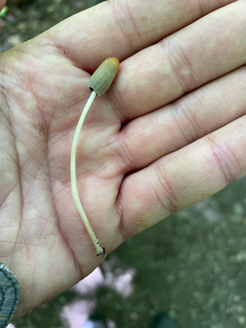 OFFSITE: Canada Day 2026 Mushroom Hunting & Foraging Expedition with Puck's Plenty