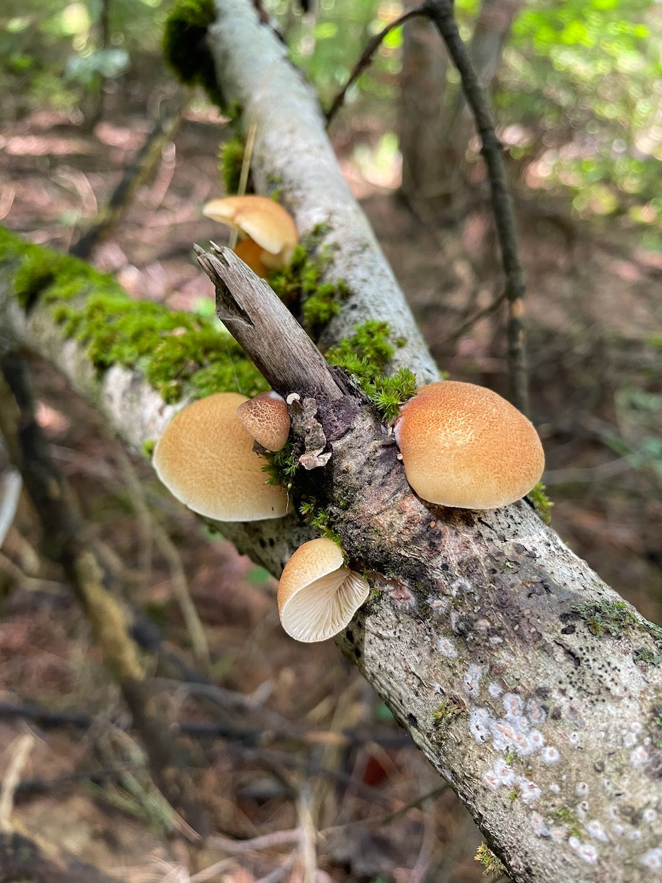 OFFSITE: Canada Day 2026 Mushroom Hunting & Foraging Expedition with Puck's Plenty