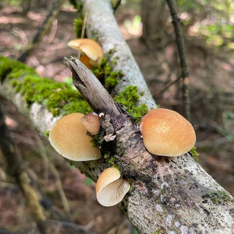 OFFSITE: August Civic Holiday 2026 Mushroom Hunting Expedition with Puck's Plenty