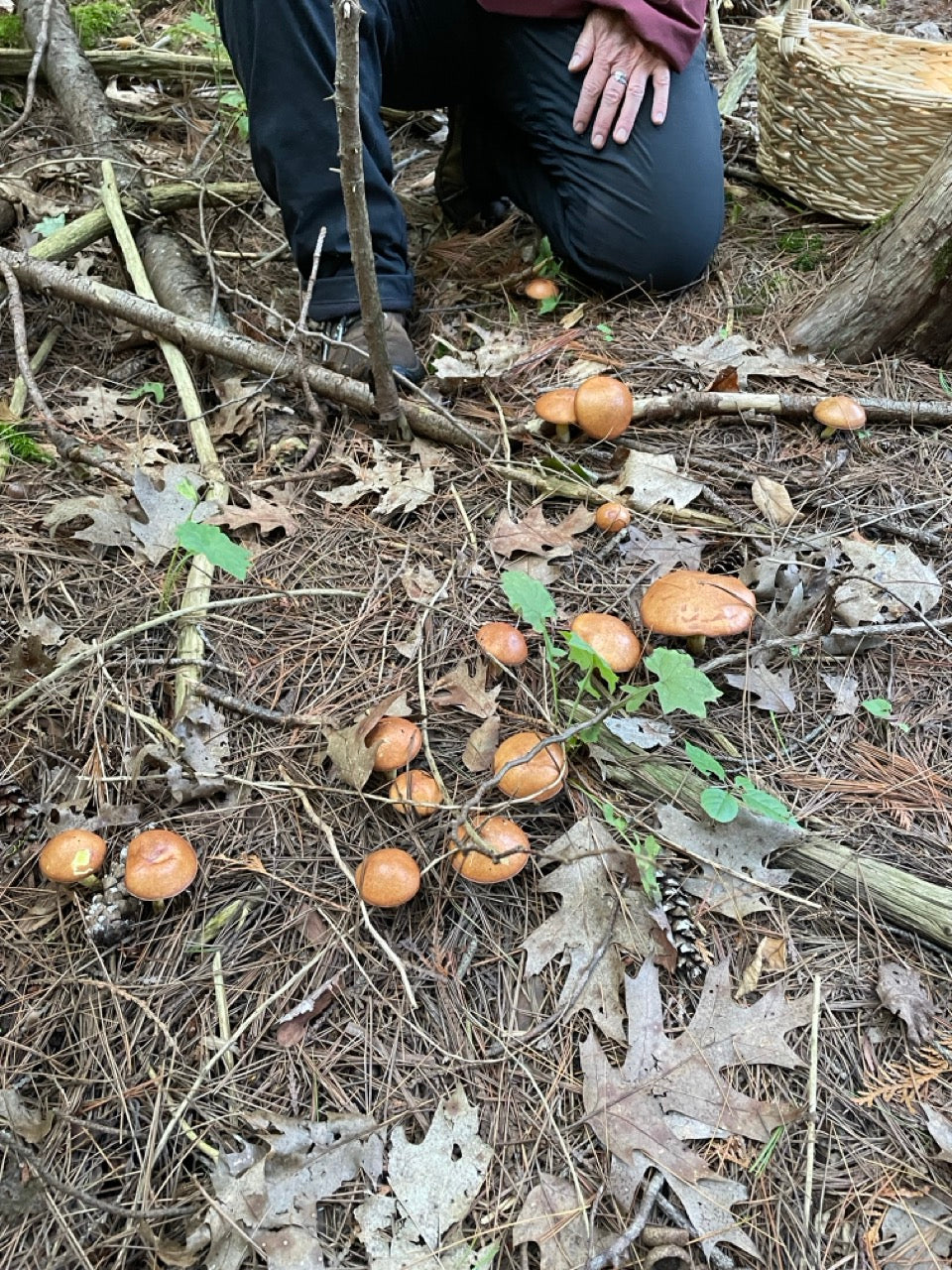 OFFSITE: Thanksgiving Mushroom Hunting & Foraging Expedition with Puck's Plenty