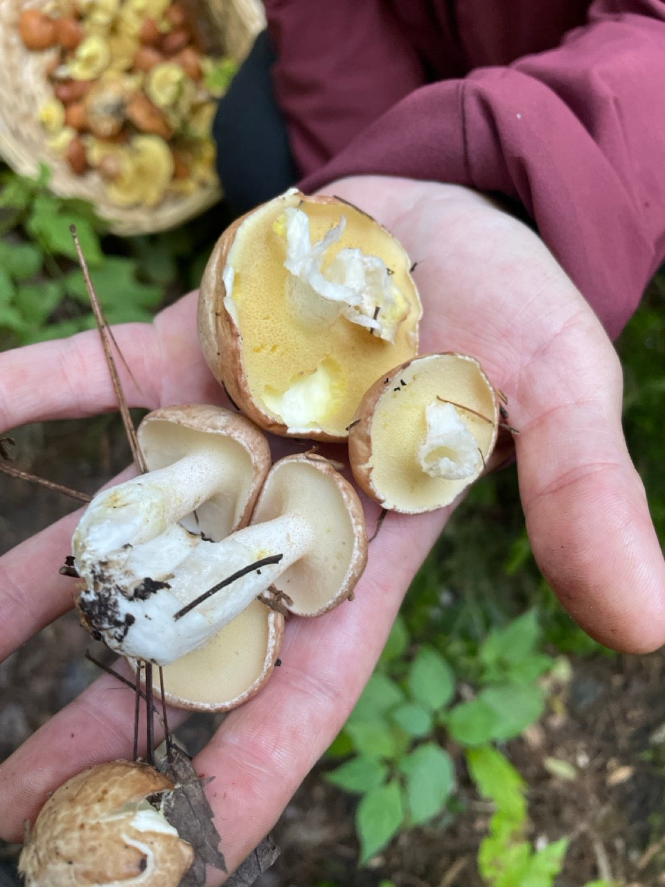 OFFSITE: Thanksgiving Mushroom Hunting & Foraging Expedition with Puck's Plenty
