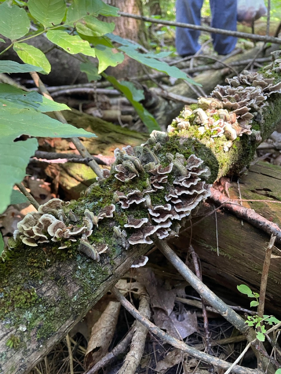 OFFSITE: Thanksgiving Mushroom Hunting & Foraging Expedition with Puck's Plenty