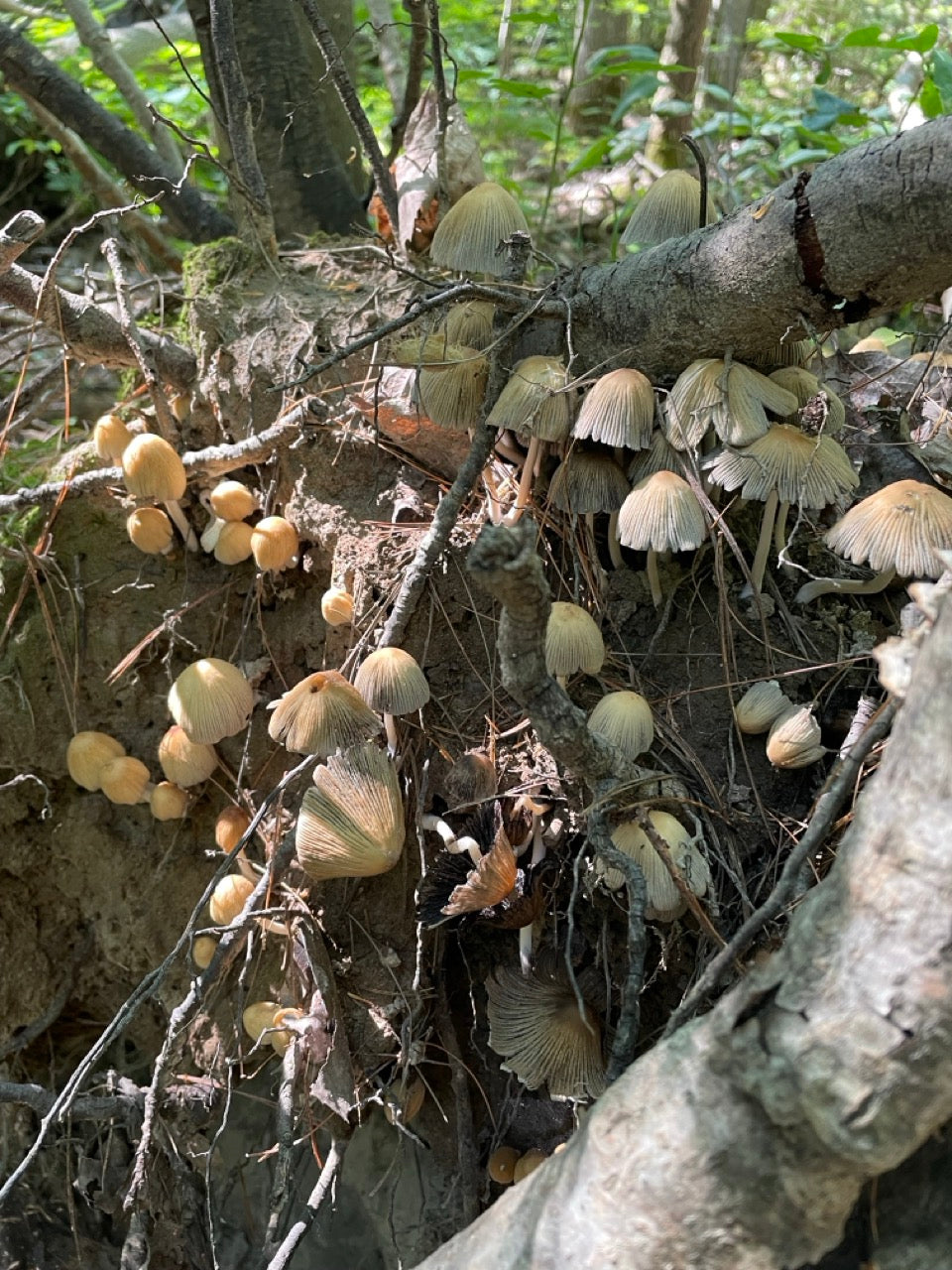 OFFSITE: Thanksgiving Mushroom Hunting & Foraging Expedition with Puck's Plenty