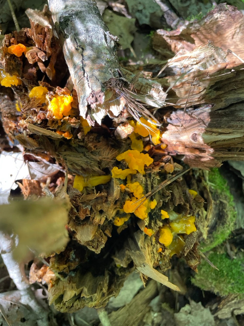 OFFSITE: Thanksgiving Mushroom Hunting & Foraging Expedition with Puck's Plenty