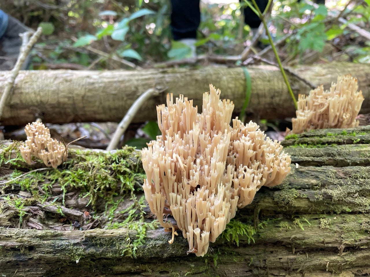 OFFSITE: Thanksgiving Mushroom Hunting & Foraging Expedition with Puck's Plenty