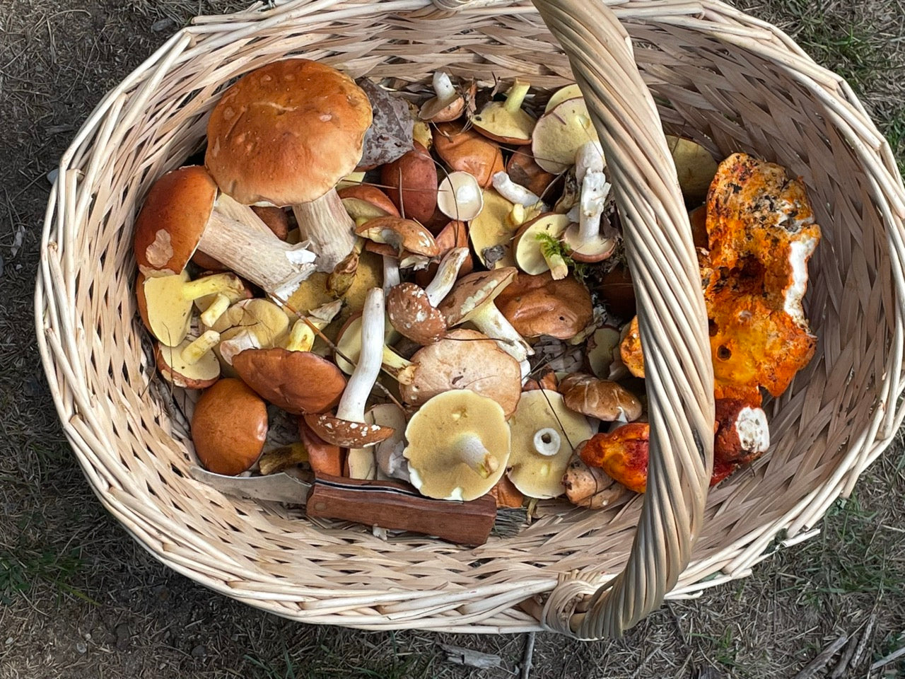 OFFSITE: Thanksgiving Mushroom Hunting & Foraging Expedition with Puck's Plenty