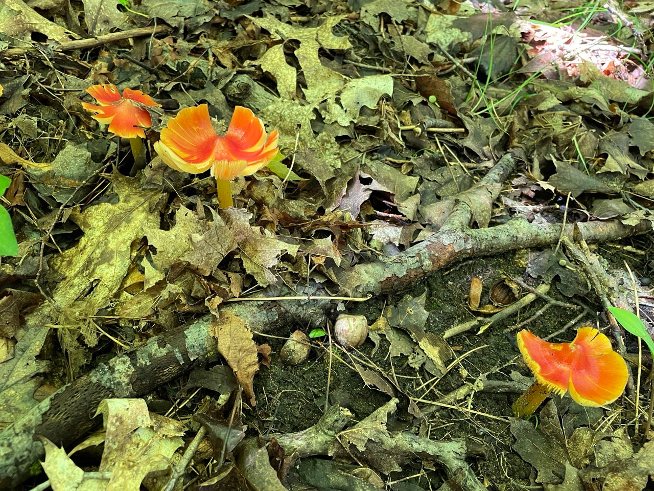 OFFSITE: Labour Day 2026 Mushroom Hunting Expedition with Puck's Plenty