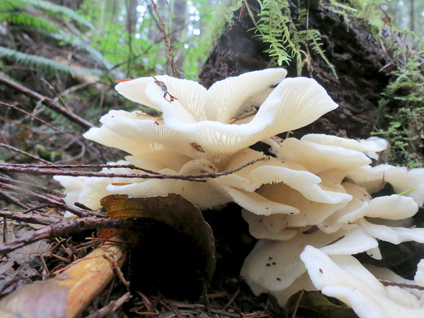OFFSITE: Canada Day Mushroom Hunting & Foraging Expedition with Puck's Plenty