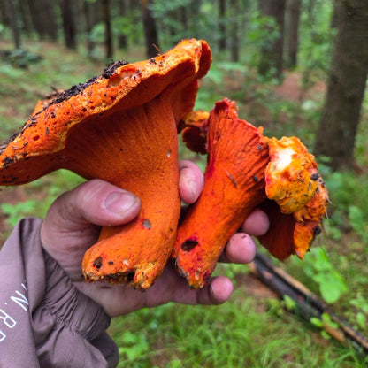 MASTERCLASS: Discovering Wild Foods with Danijela Pulcini
