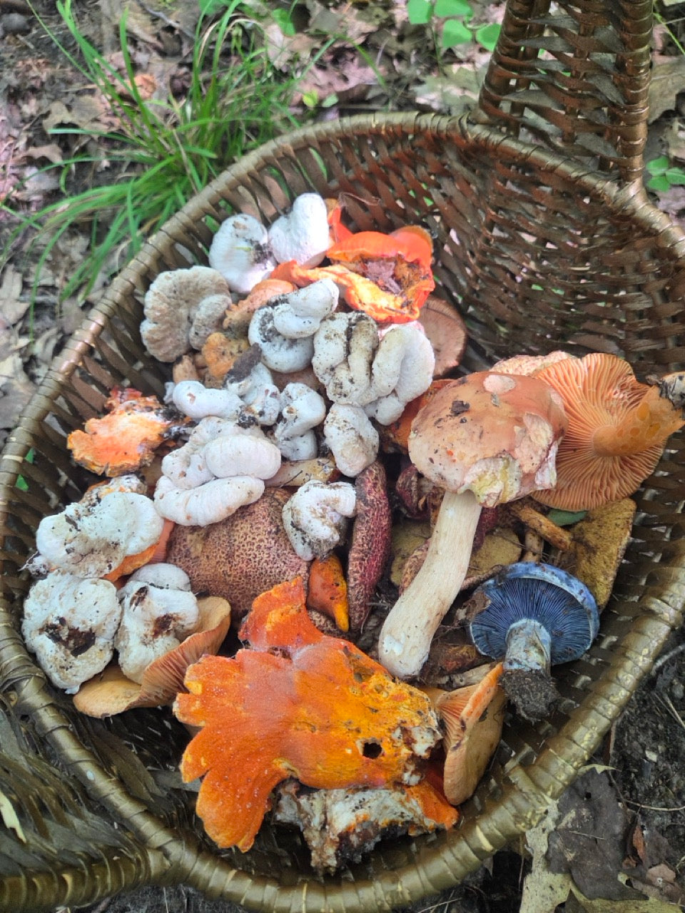 MASTERCLASS: Discovering Wild Foods with Danijela Pulcini
