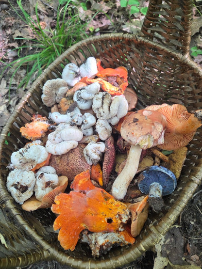 MASTERCLASS: Discovering Wild Foods with Danijela Pulcini