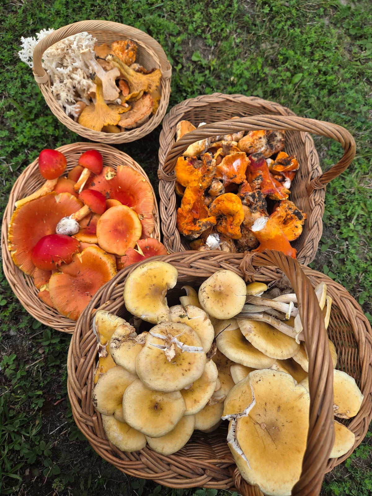 MASTERCLASS: Discovering Wild Foods with Danijela Pulcini