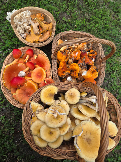 MASTERCLASS: Discovering Wild Foods with Danijela Pulcini