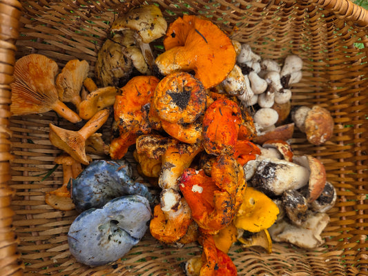 MASTERCLASS: Discovering Wild Foods with Danijela Pulcini
