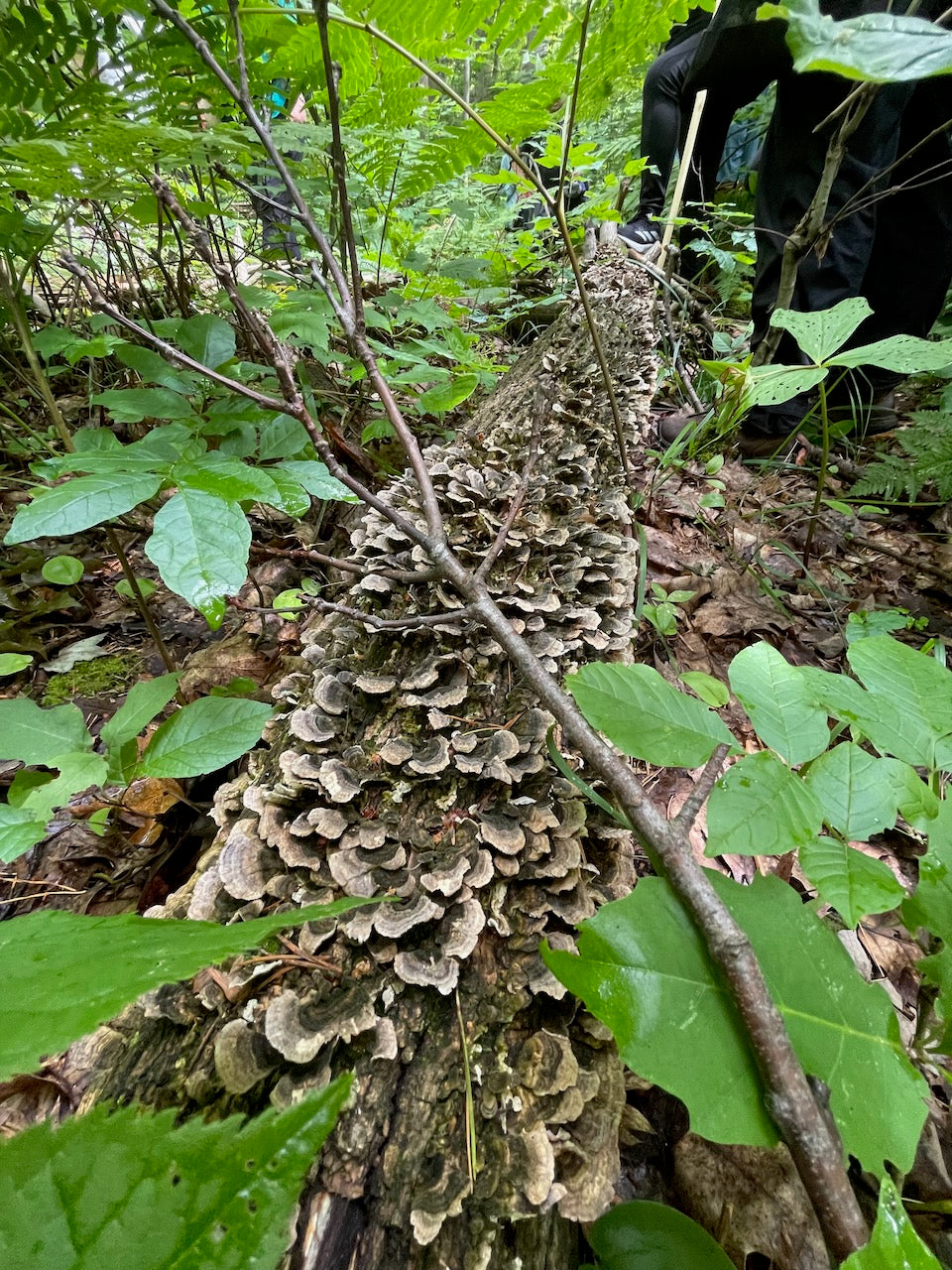 OFFSITE: Canada Day 2026 Mushroom Hunting & Foraging Expedition with Puck's Plenty