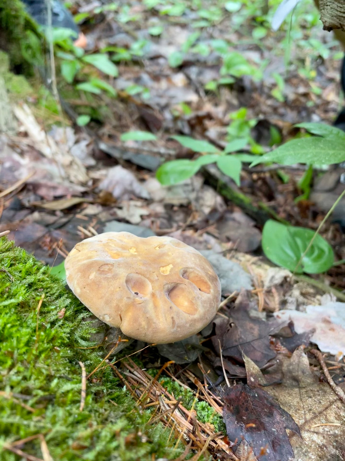 OFFSITE: Canada Day 2026 Mushroom Hunting & Foraging Expedition with Puck's Plenty