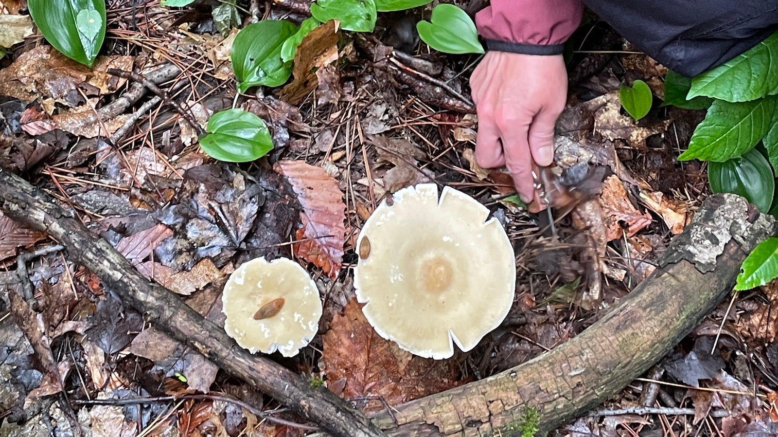 OFFSITE: Labour Day Mushroom Hunting & Foraging Expedition with Puck's Plenty
