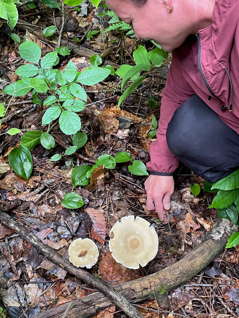 OFFSITE: Canada Day 2026 Mushroom Hunting & Foraging Expedition with Puck's Plenty