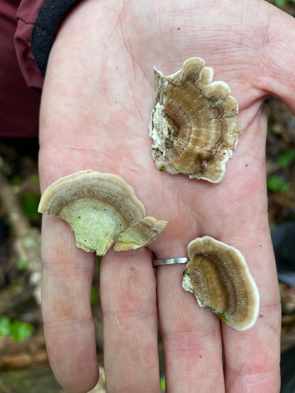 OFFSITE: Canada Day 2026 Mushroom Hunting & Foraging Expedition with Puck's Plenty