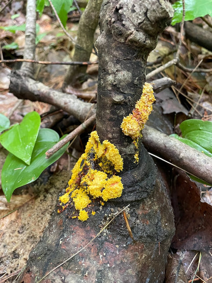 OFFSITE: Canada Day 2026 Mushroom Hunting & Foraging Expedition with Puck's Plenty