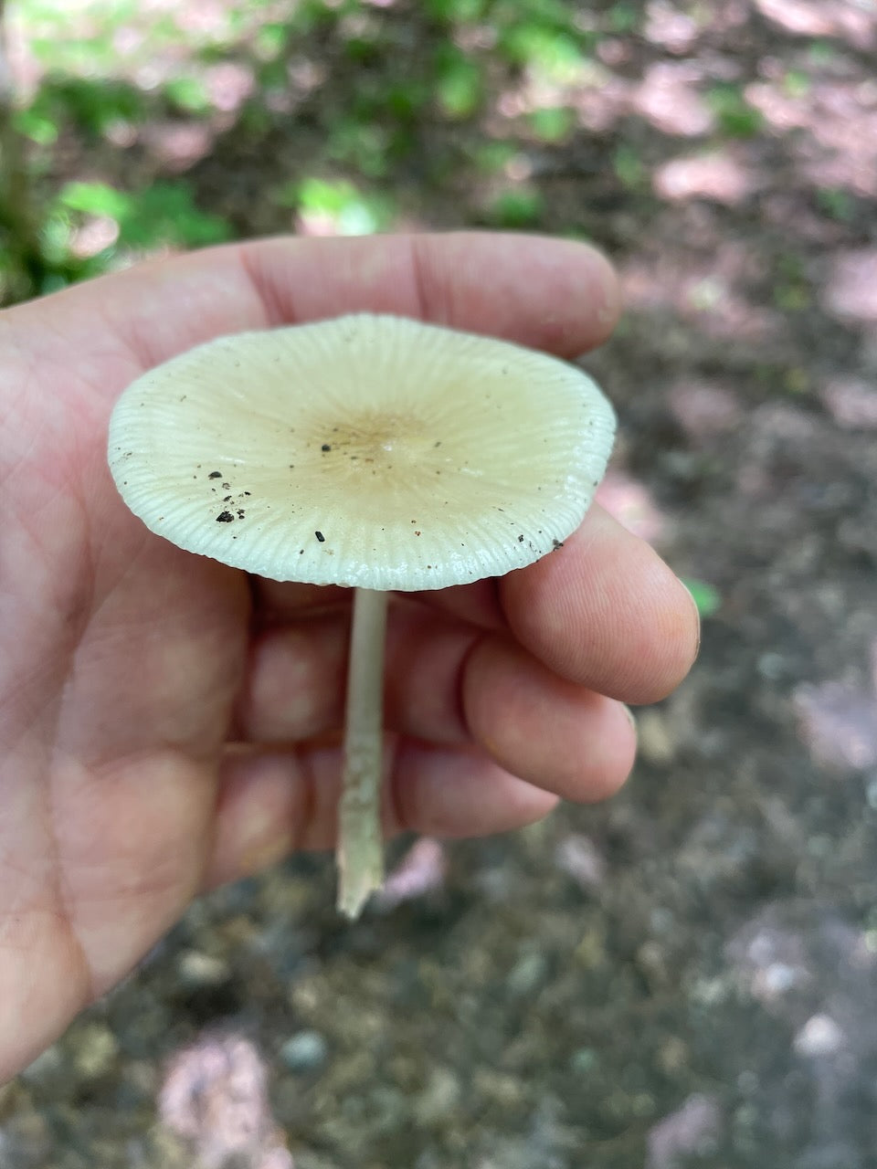 OFFSITE: Canada Day 2026 Mushroom Hunting & Foraging Expedition with Puck's Plenty