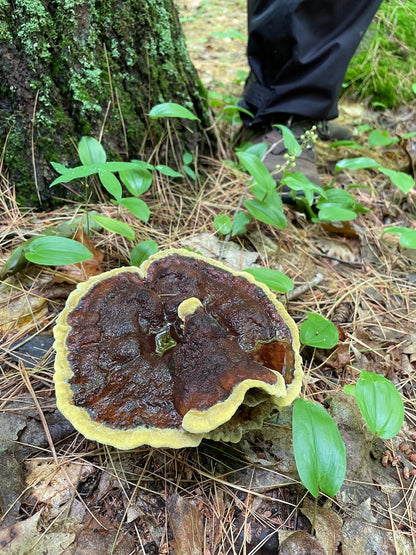 OFFSITE: Canada Day 2026 Mushroom Hunting & Foraging Expedition with Puck's Plenty