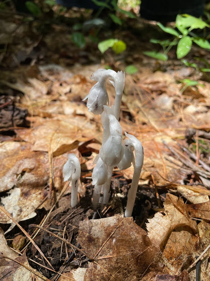 OFFSITE: Canada Day 2026 Mushroom Hunting & Foraging Expedition with Puck's Plenty