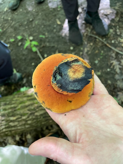 OFFSITE: Canada Day 2026 Mushroom Hunting & Foraging Expedition with Puck's Plenty