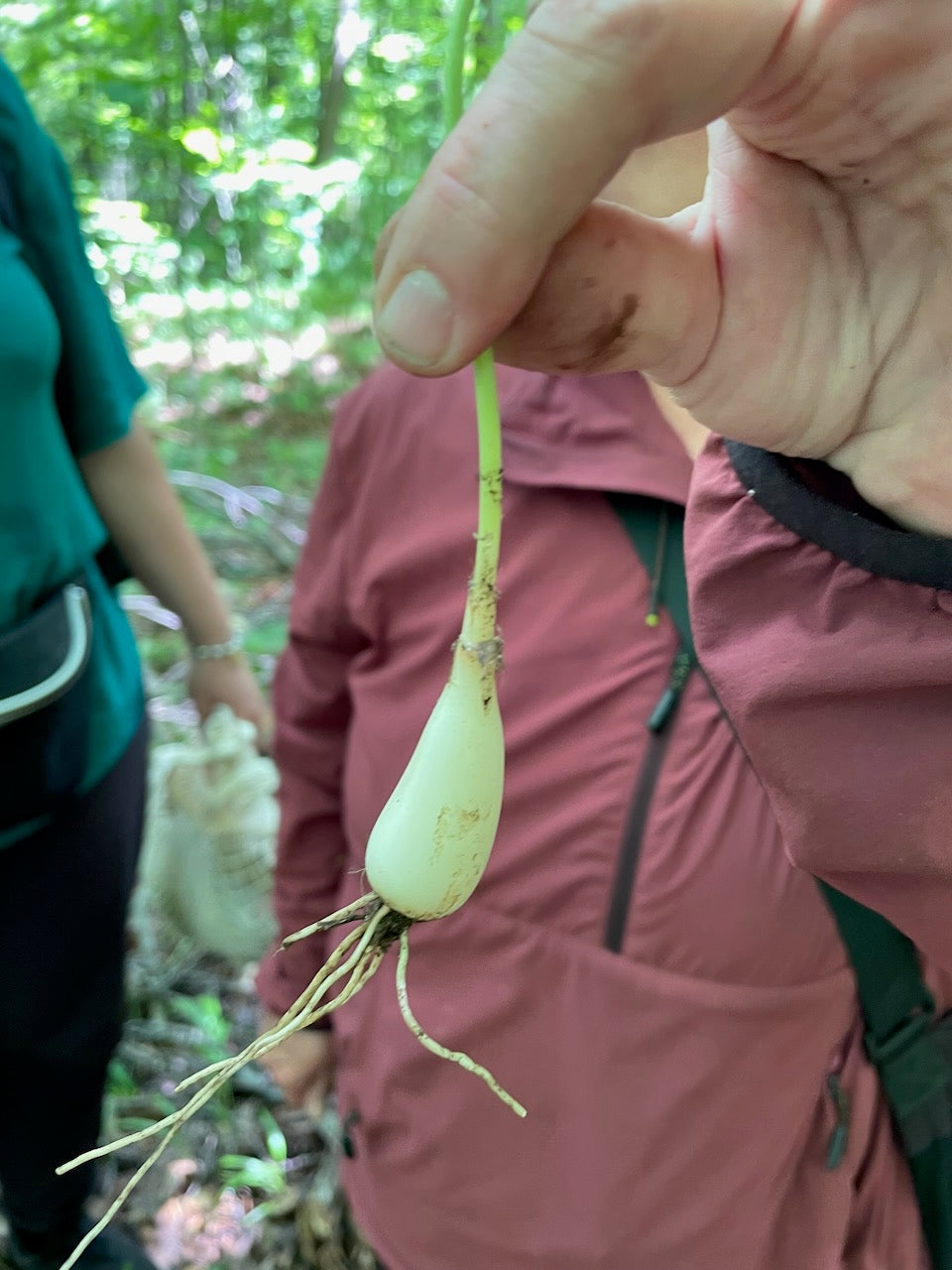 OFFSITE: Canada Day 2026 Mushroom Hunting & Foraging Expedition with Puck's Plenty