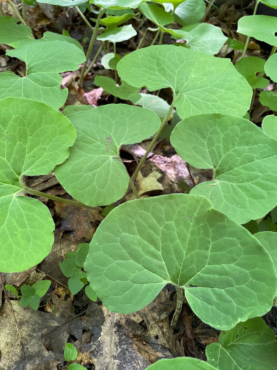 OFFSITE: Canada Day 2026 Mushroom Hunting & Foraging Expedition with Puck's Plenty