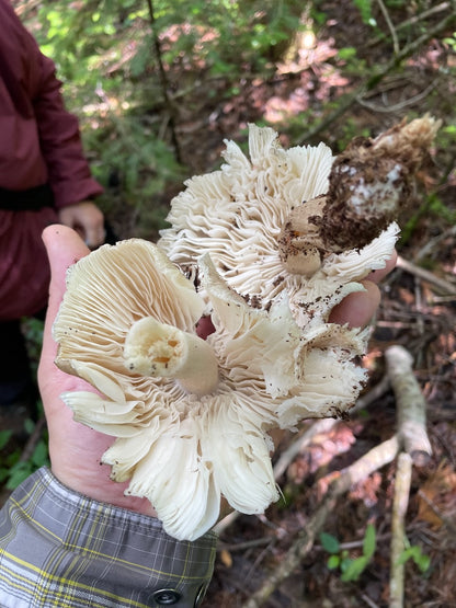 OFFSITE: Canada Day 2026 Mushroom Hunting & Foraging Expedition with Puck's Plenty
