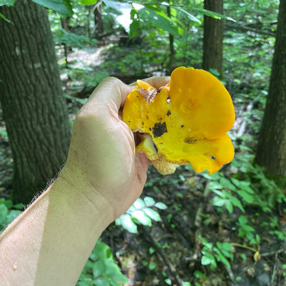 OFFSITE: Labour Day 2026 Mushroom Hunting Expedition with Puck's Plenty