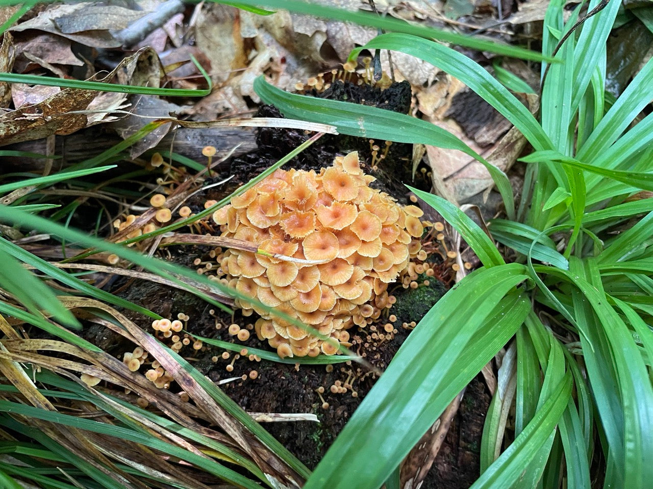 OFFSITE: Labour Day 2026 Mushroom Hunting Expedition with Puck's Plenty