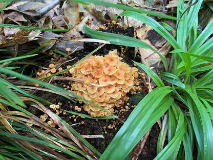 OFFSITE: Labour Day 2026 Mushroom Hunting Expedition with Puck's Plenty