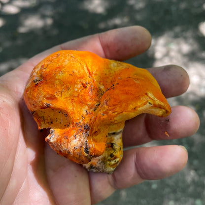 OFFSITE: Labour Day 2026 Mushroom Hunting Expedition with Puck's Plenty
