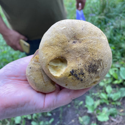 OFFSITE: Labour Day 2026 Mushroom Hunting Expedition with Puck's Plenty