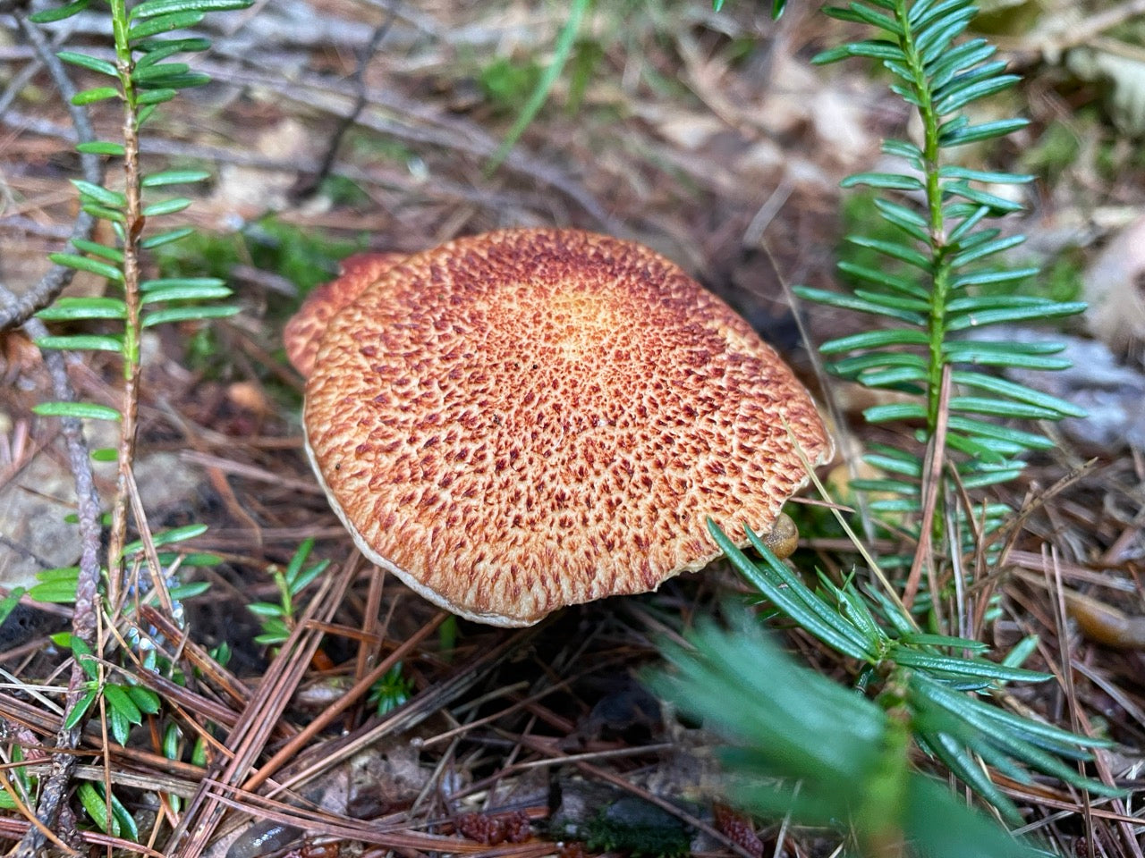 OFFSITE: Labour Day 2026 Mushroom Hunting Expedition with Puck's Plenty