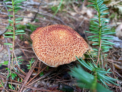OFFSITE: Labour Day 2026 Mushroom Hunting Expedition with Puck's Plenty
