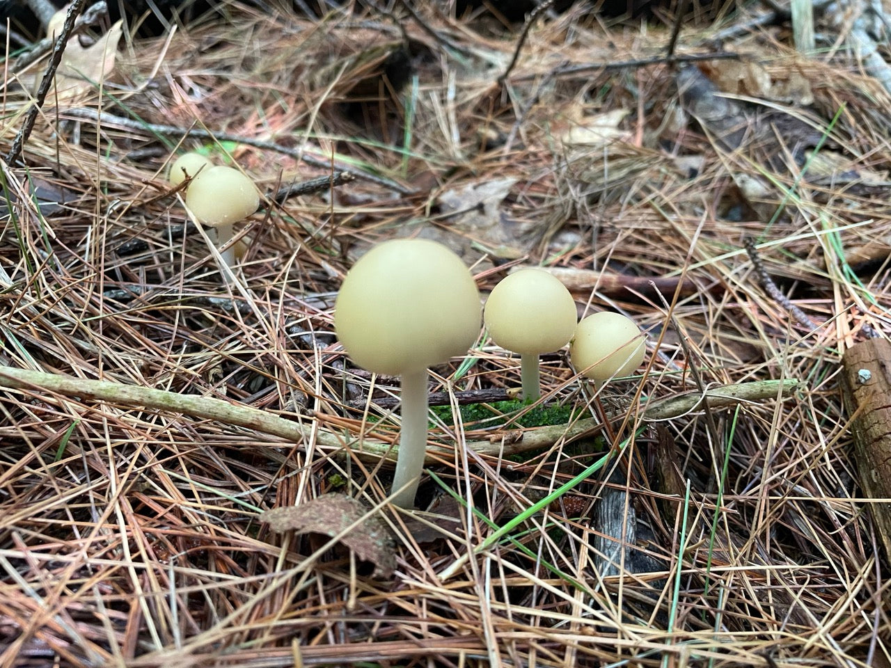 OFFSITE: Labour Day 2026 Mushroom Hunting Expedition with Puck's Plenty