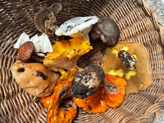 OFFSITE: Labour Day 2026 Mushroom Hunting Expedition with Puck's Plenty